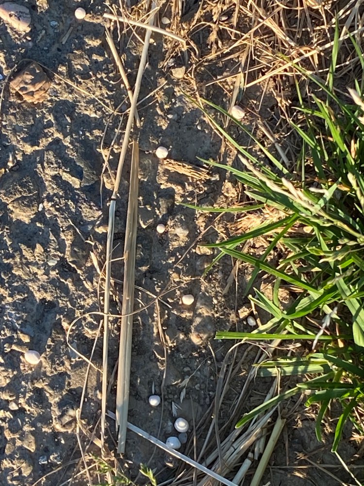 Giftköder-Weiße Kügelchen-Profilbild