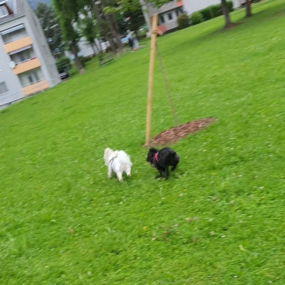 Hundetreffen-Spielen, laufen, spaß haben.-Profilbild