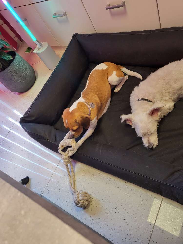 Hundetreffen-Spaziergang durch Mayen-Profilbild