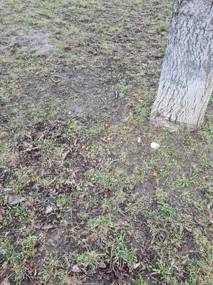 Giftköder-Würstel ausgelegt-Profilbild