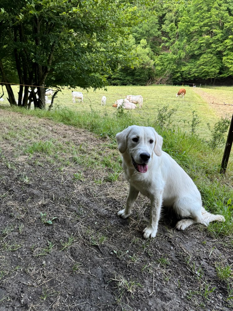 Hundetreffen-Gassi- und Spielfreunde gesucht…-Profilbild