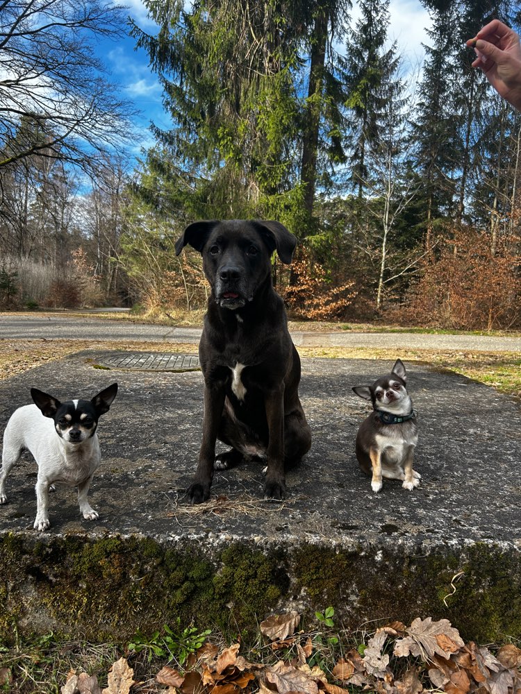 Hundetreffen-Kleine Hunde Treffen-Profilbild