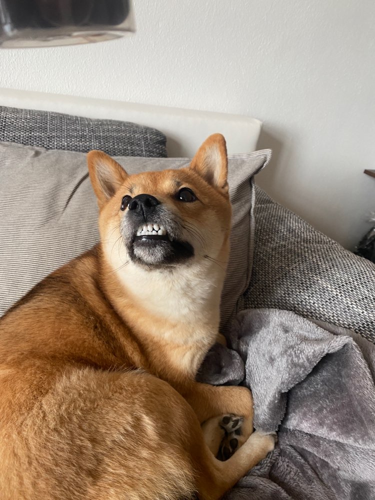 Hundetreffen-Freunde finden-Profilbild