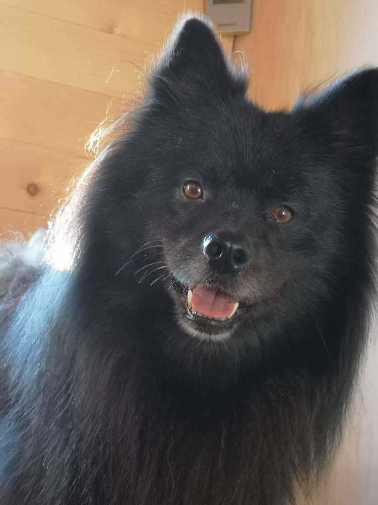 Hundetreffen-Gemeinsam Gassi, wandern...-Profilbild