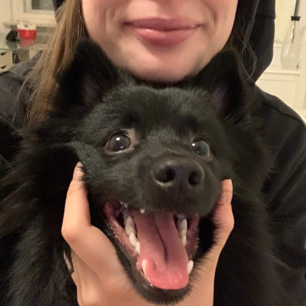 Hundetreffen-gemeinsame Spielrunden-Profilbild