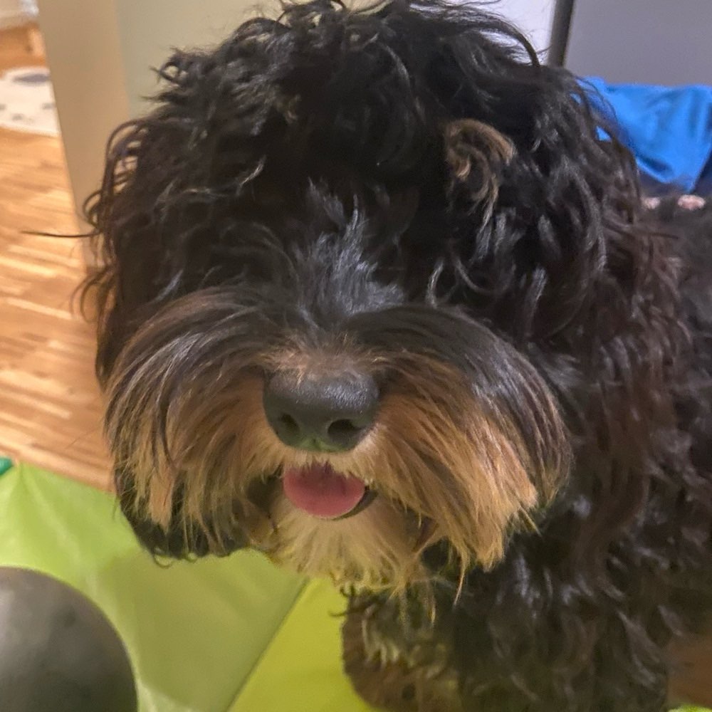 Hundetreffen-Spiel- und Spazierrunden-Profilbild