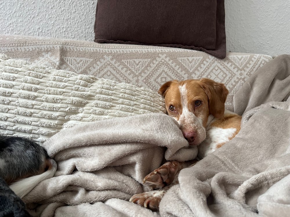 Deinen Schnee kannste behalten Banner