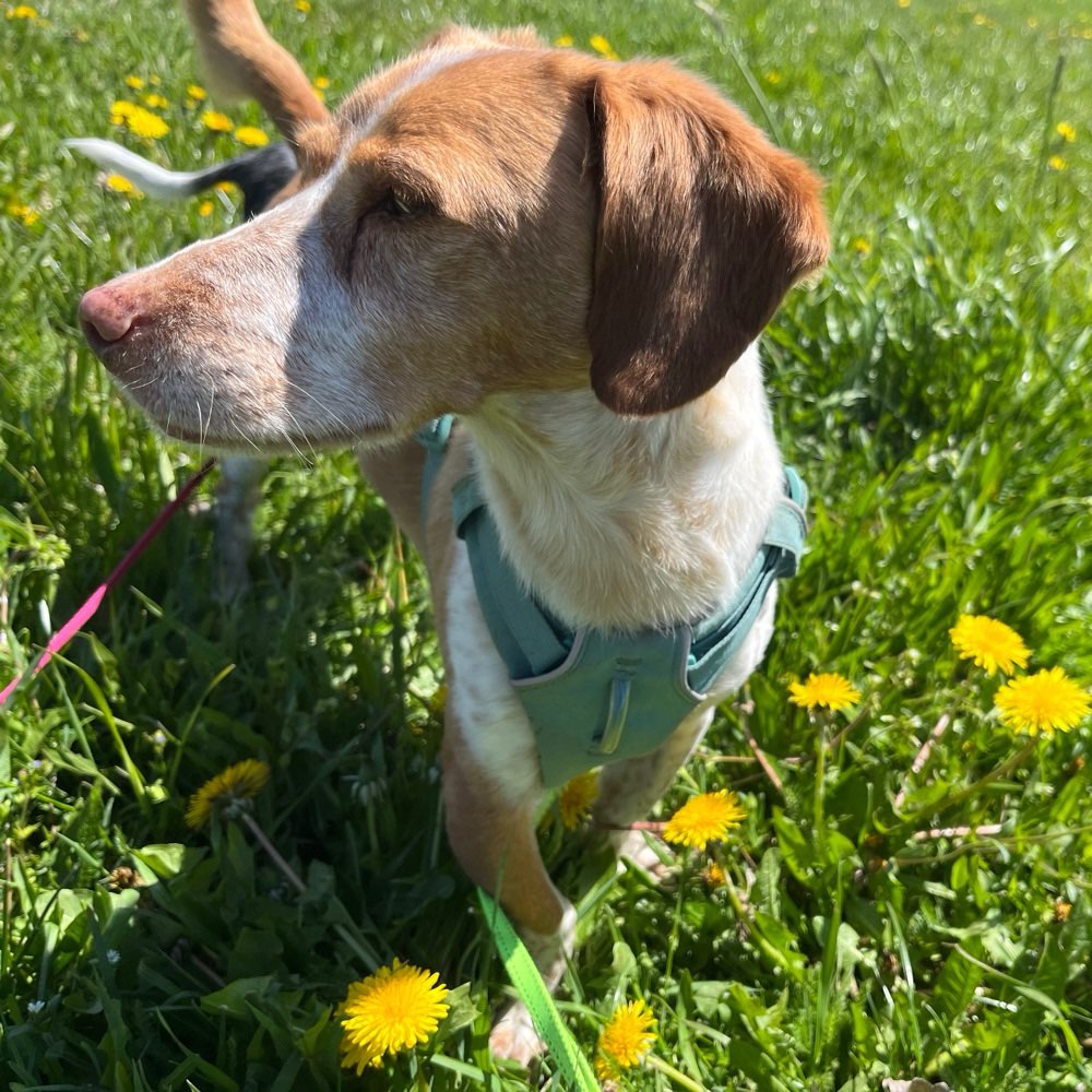 Hundetreffen-Social Walk/ Begegnungstraining-Profilbild