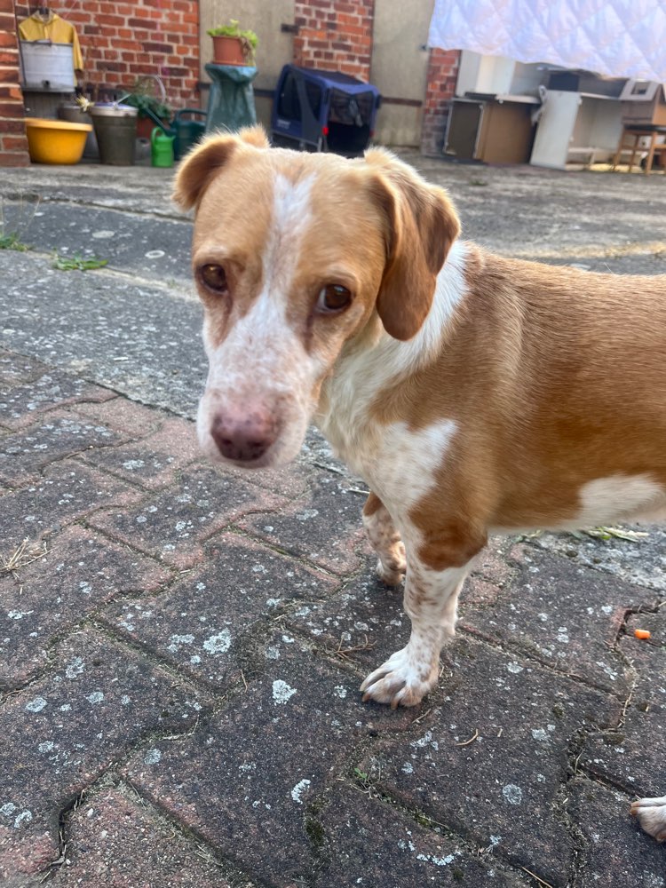 Suchmeldung-Biscotti-Profilbild