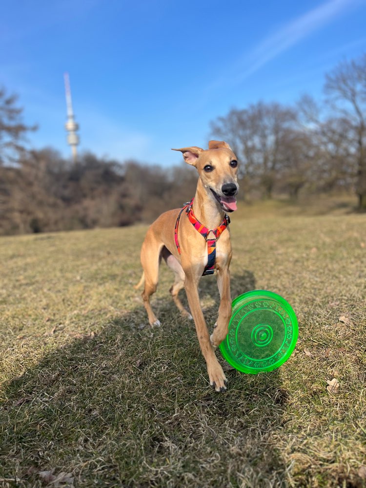 Hundetreffen-Lauf- & Spielbuddy gesucht 🐶🚀-Profilbild