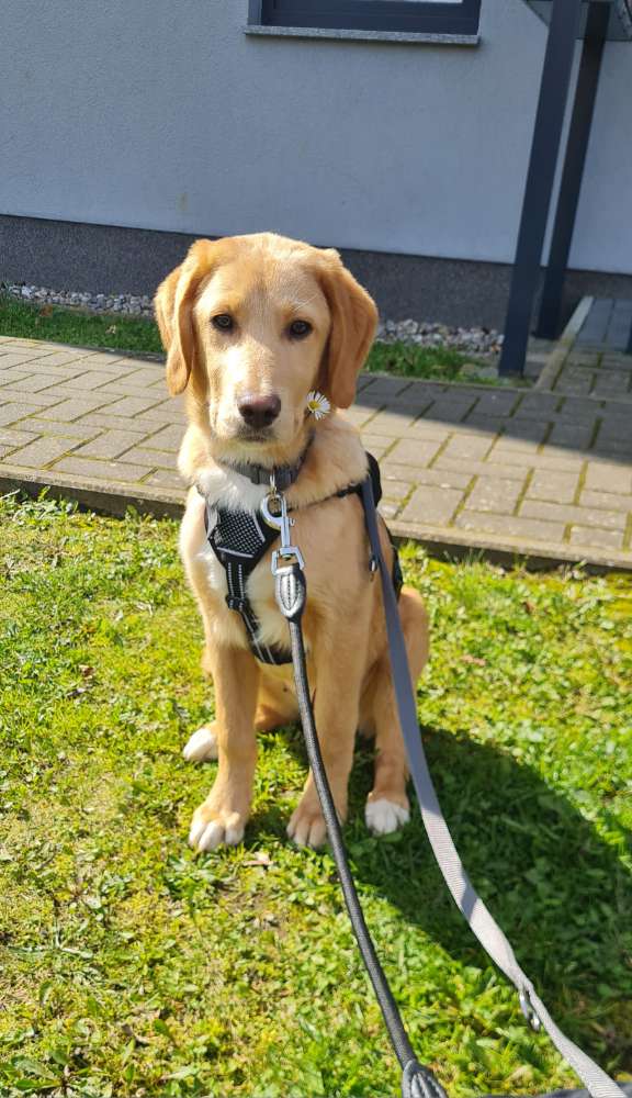 Hundetreffen-Gassi-und Spiel-Buddys gesucht!🐾-Profilbild