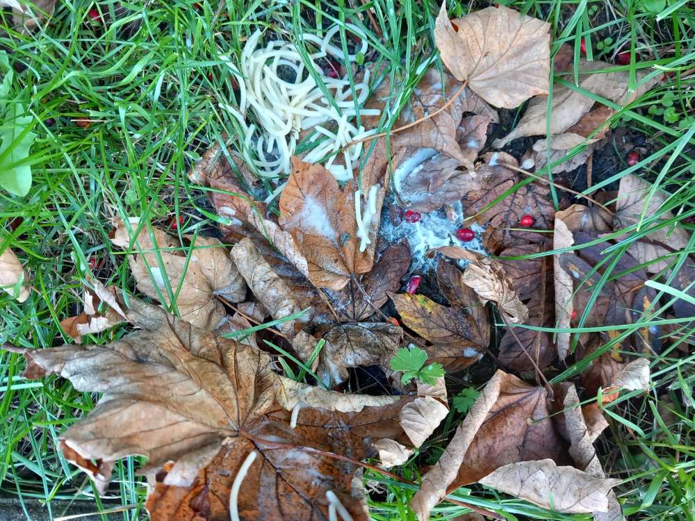 Giftköder-Mögliche Giftköder-Profilbild