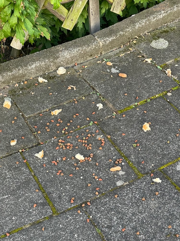Giftköder-Futter auf dem Bürgersteig-Profilbild