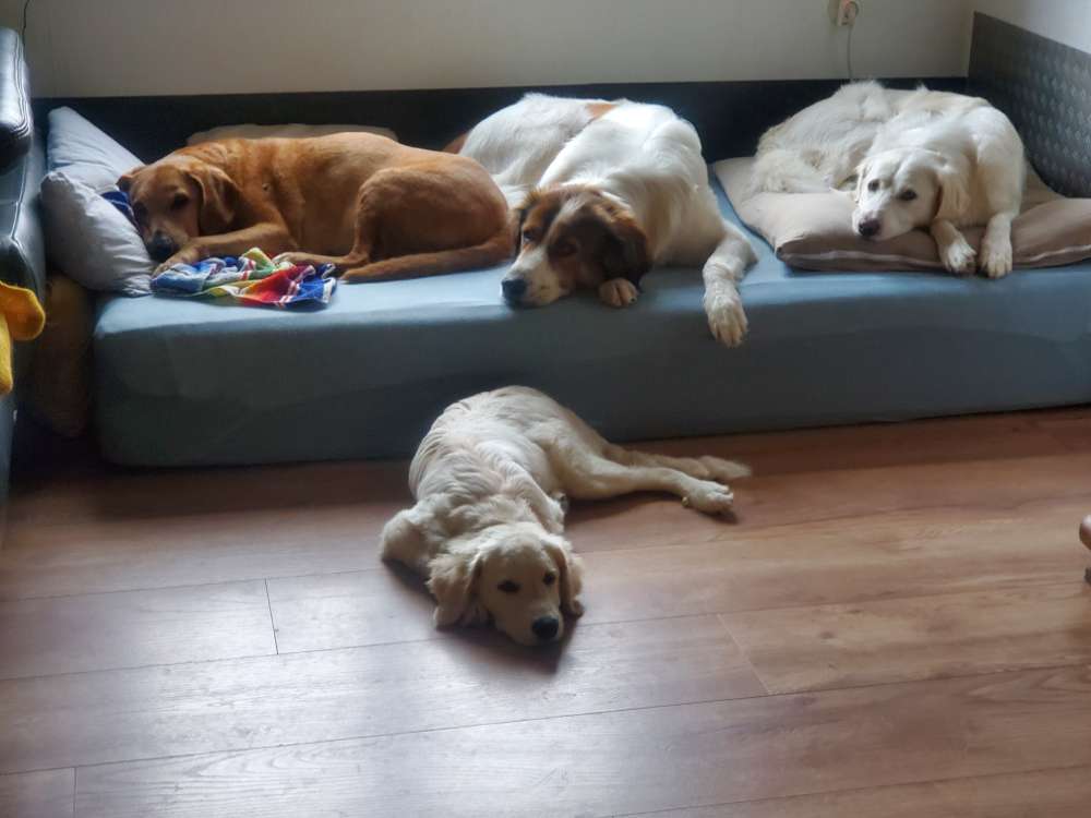 Hundetreffen-Welpentreff-Profilbild