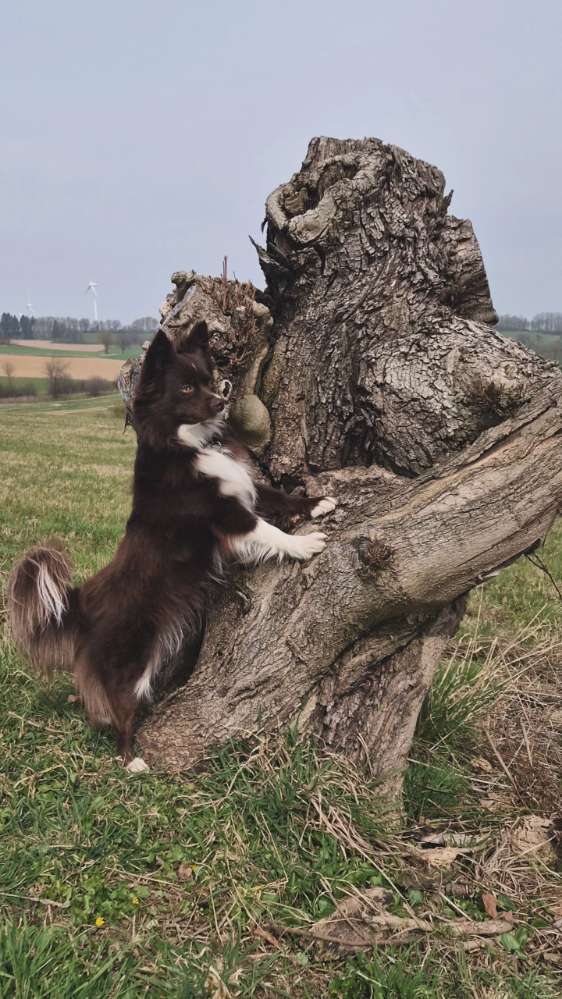 Hundetreffen-Spaziergänge mit Freilauf und Zeit zum toben-Profilbild