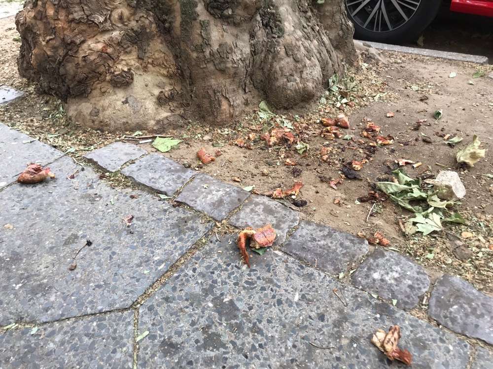 Giftköder-Immer wieder Fleisch, Prinzregenten 22-Profilbild