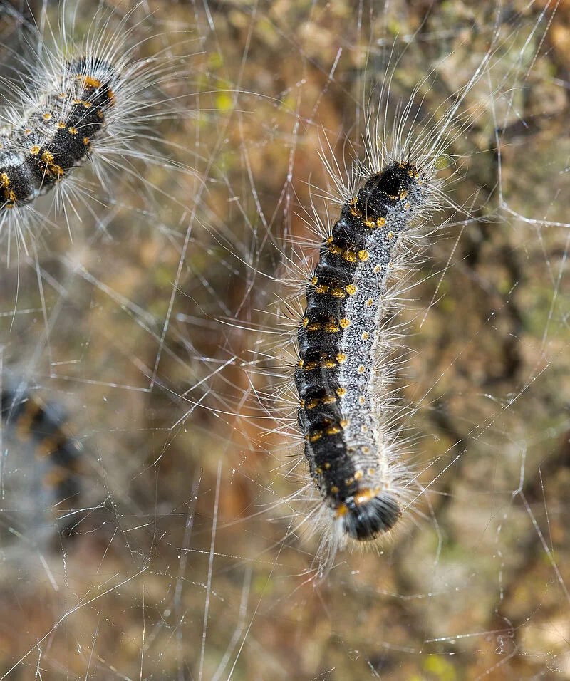 Giftköder-Eichen-Prozessionsspinner-Profilbild