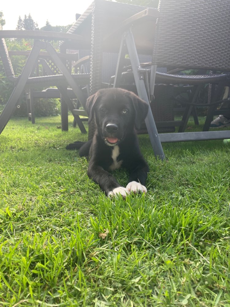 Hundetreffen-Welpentreff in Lauf und Nürnberger Land-Profilbild