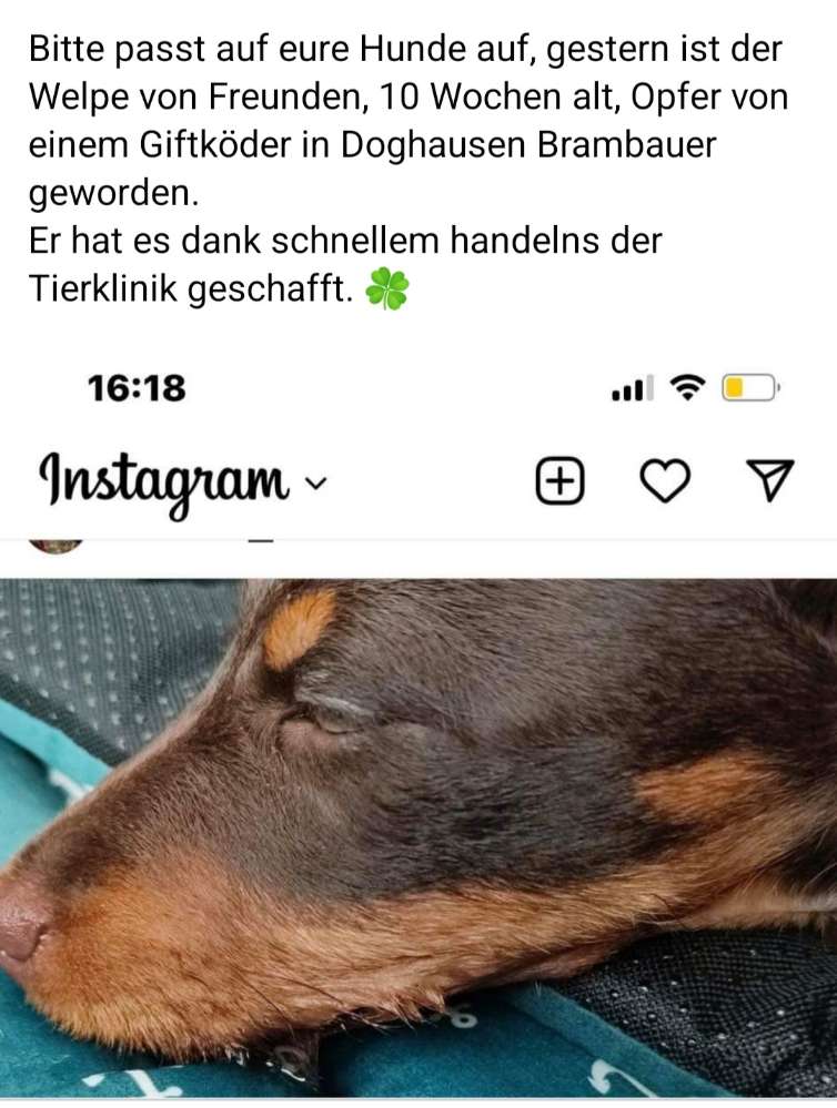 Giftköder-Giftköder-Profilbild