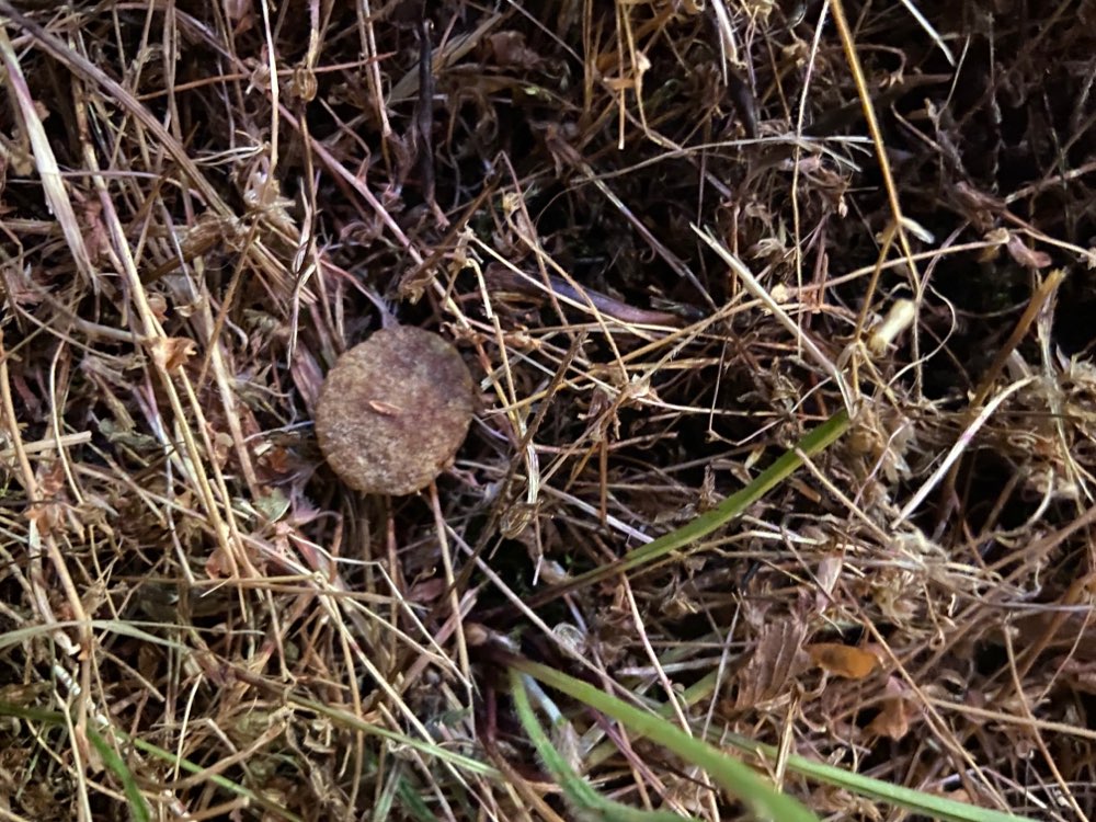 Giftköder-Trockenfutter-Profilbild