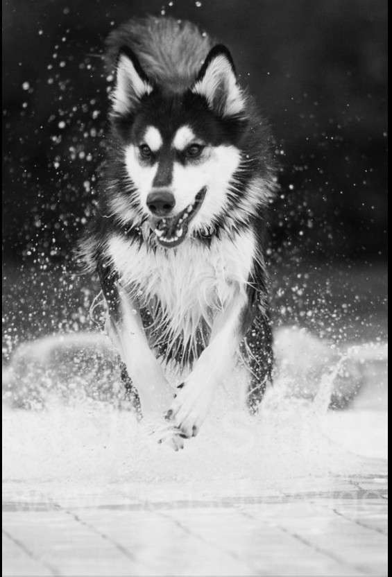 Hundetreffen-Spiel und Spaß, Gassirunde-Profilbild