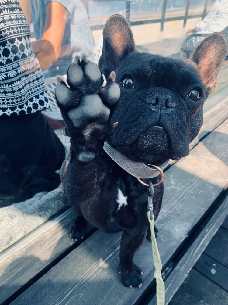 Hundetreffen-Bully Treffen im Raum Krefeld/Kempen/Hüls-Profilbild