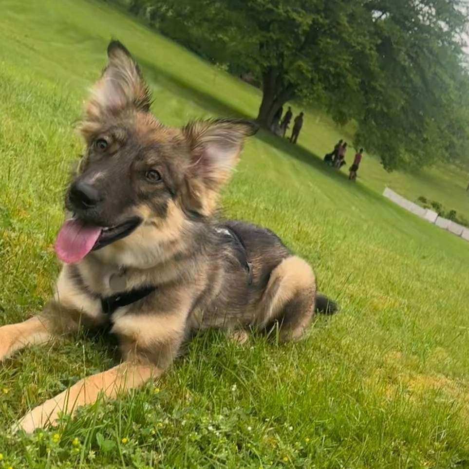 Hundetreffen-Gassirunde/ Toben im Garten-Profilbild