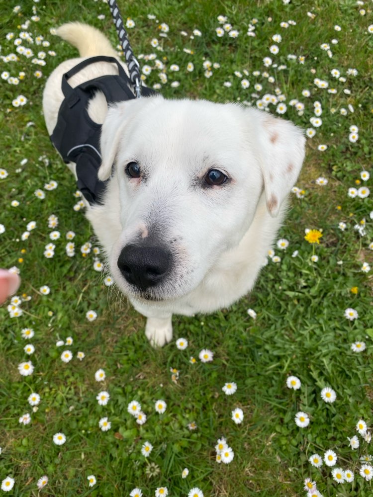 Hundetreffen-Hundebegegnungen Trainieren-Profilbild