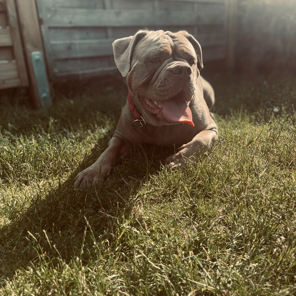 Hundetreffen-Anni sucht Hunde zum spielen 😍-Profilbild