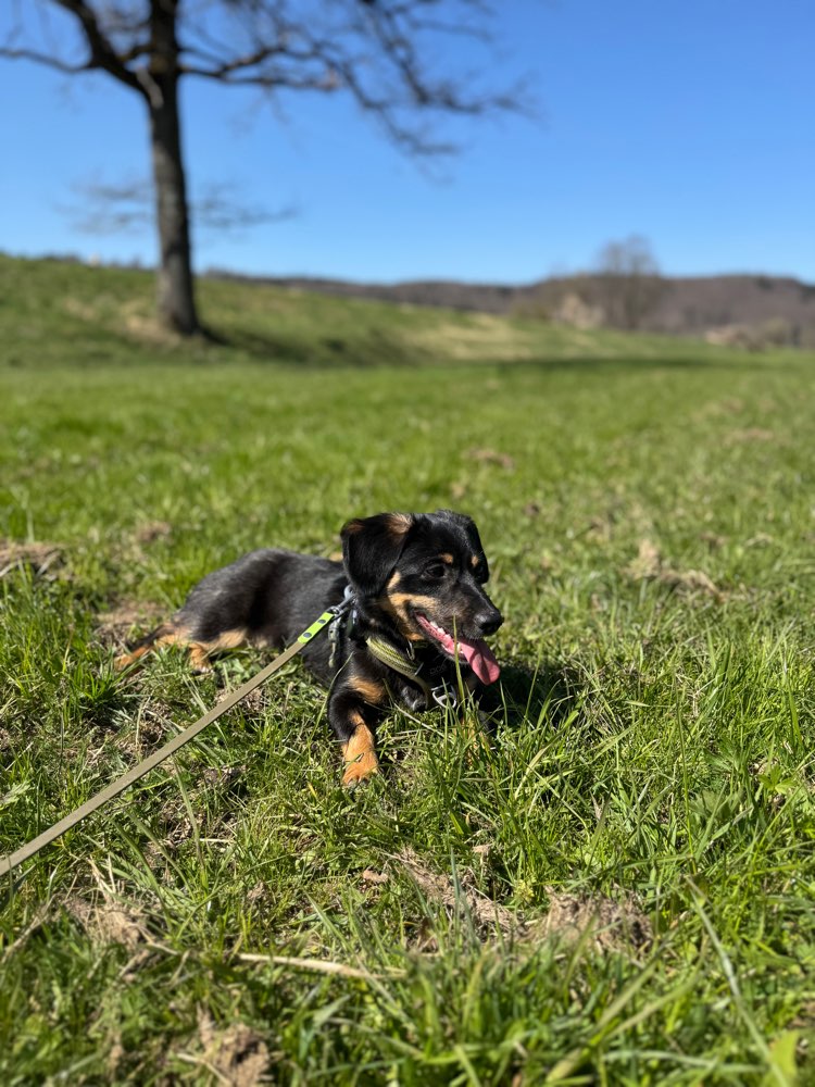 Hundetreffen-Feli sucht neue Freunde zum Austoben!-Profilbild