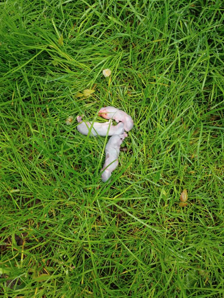 Giftköder-Tote Babyhasen oder Kaninchen-Profilbild