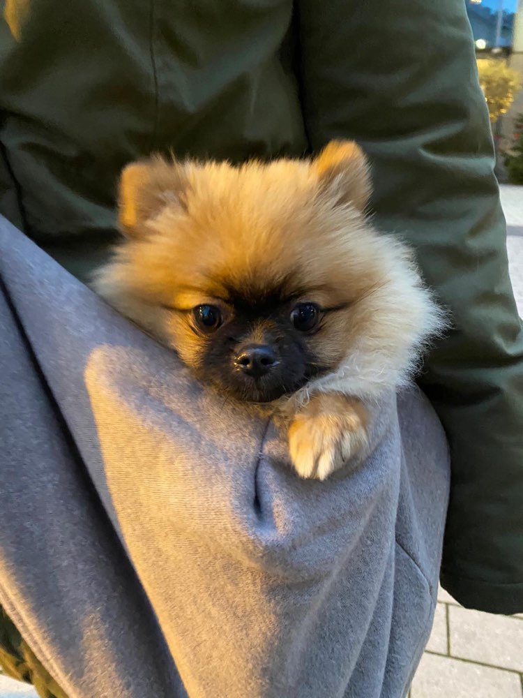 Hundetreffen-„Mini“ Spielrunden-Profilbild