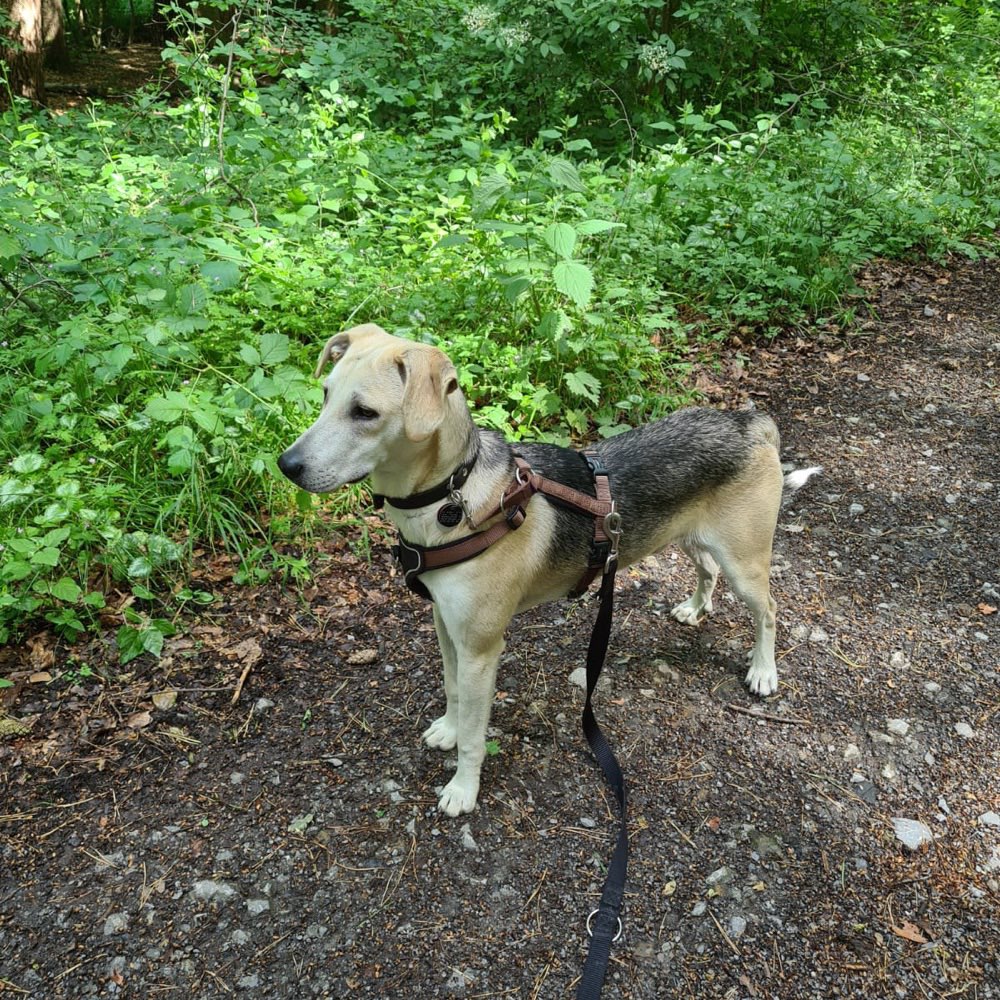 Hundetreffen-Spaziergang im Biebertal-Profilbild