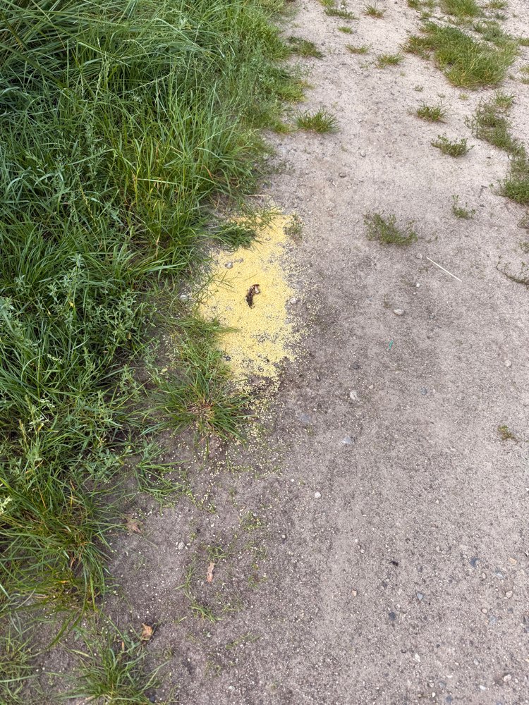 Giftköder-Evtl. Gift am Wegrand-Profilbild