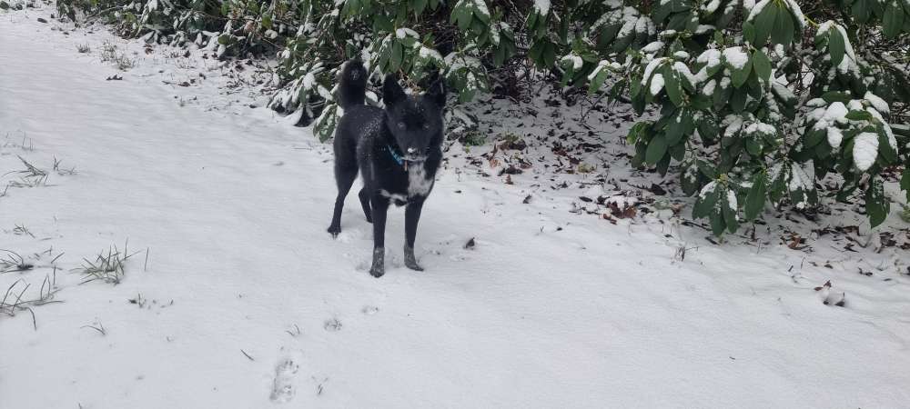 Hundetreffen-Socialwalk-Profilbild