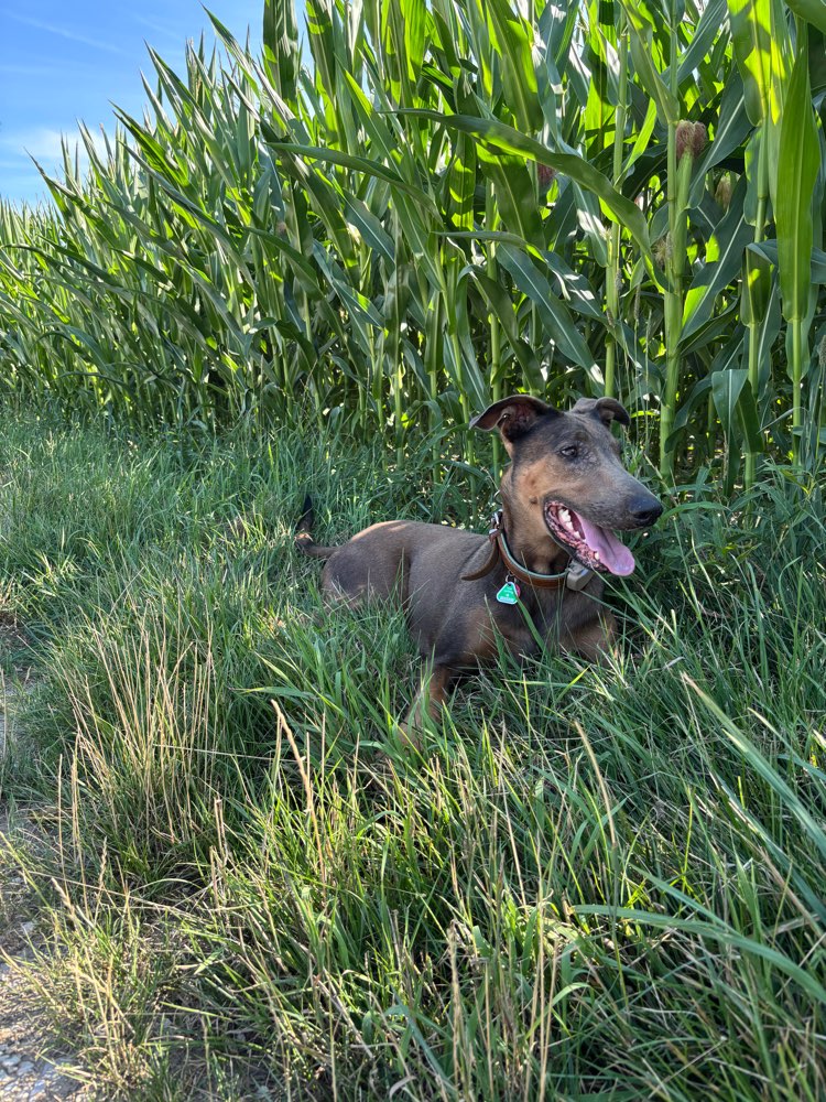 Hundetreffen-Gassi gehen - Social Walk - Training-Profilbild
