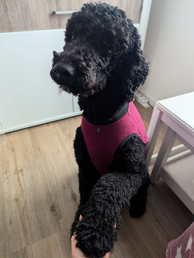 Hundetreffen-Ruhiger, erfahrener Trainingspartner gesucht-Profilbild