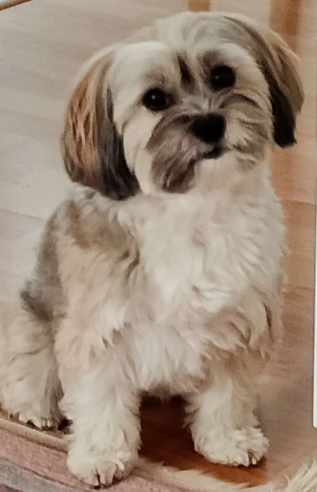 Hundetreffen-Gassirunde am Hahnenberg-Profilbild