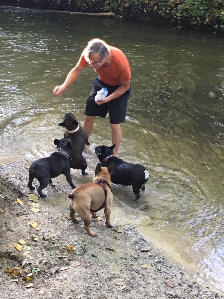 Hundetreffen-Bulldoggen-Treff in Lippstadt und Umgebung-Profilbild