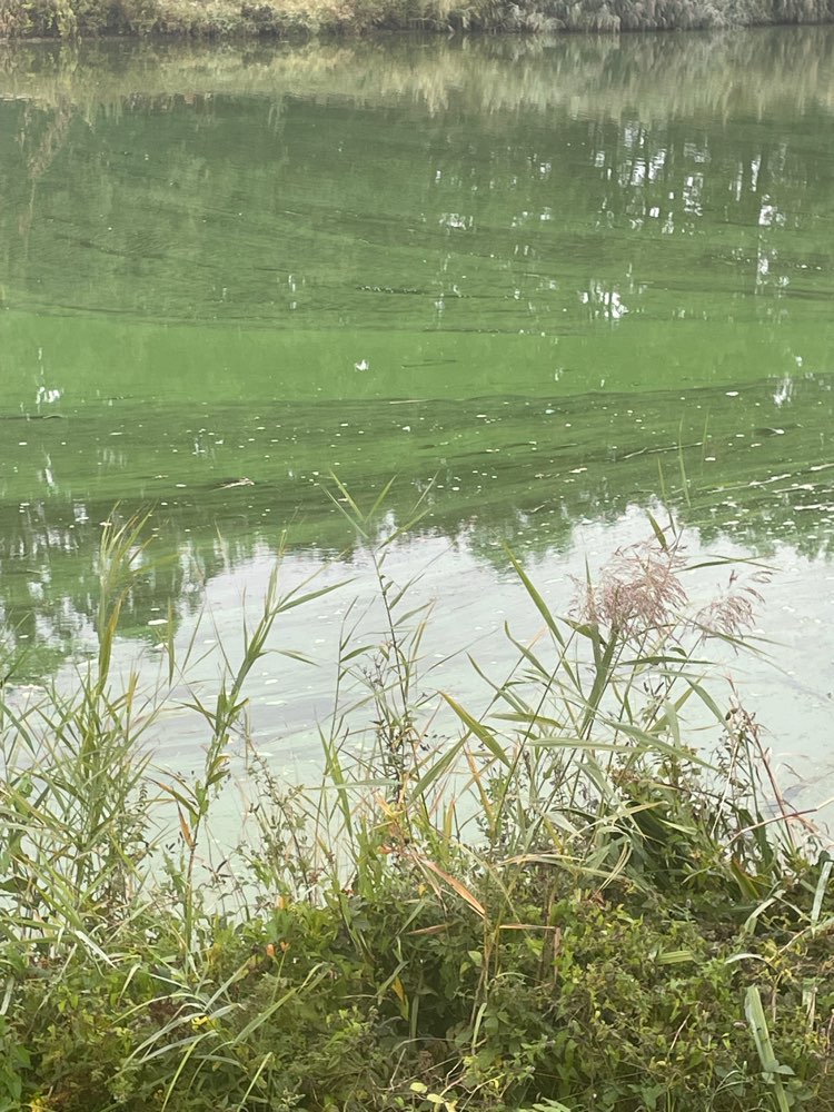 Giftköder-Blaualgen im Kanal-Profilbild