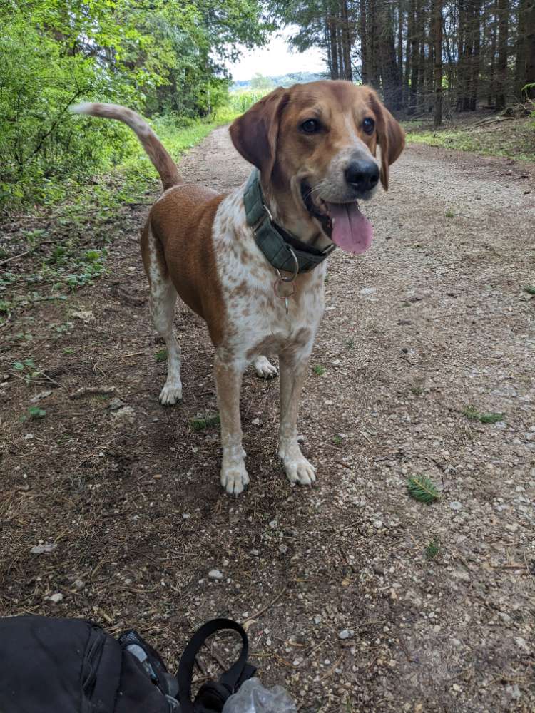 Hundetreffen-Hunde und Menschenbekanntschaften gesucht-Profilbild