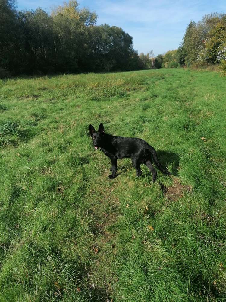 Hundetreffen-Toben auf dem Hundeplatz-Profilbild
