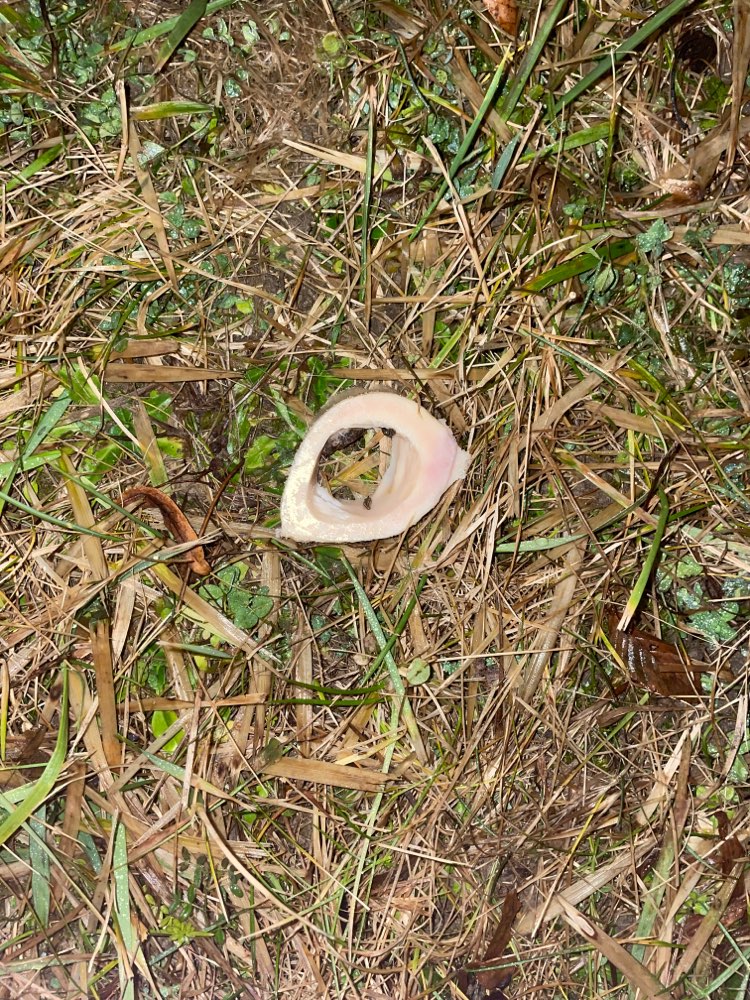 Giftköder-Knochenstück gefunden!-Profilbild