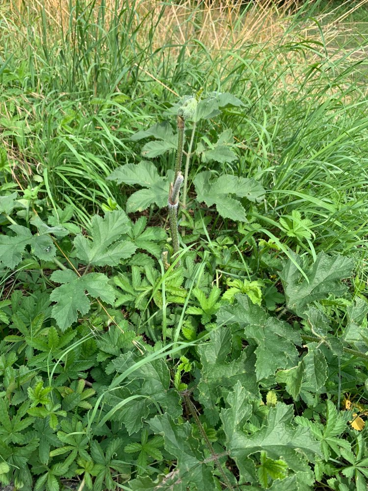 Giftköder-Bärenklau-Profilbild