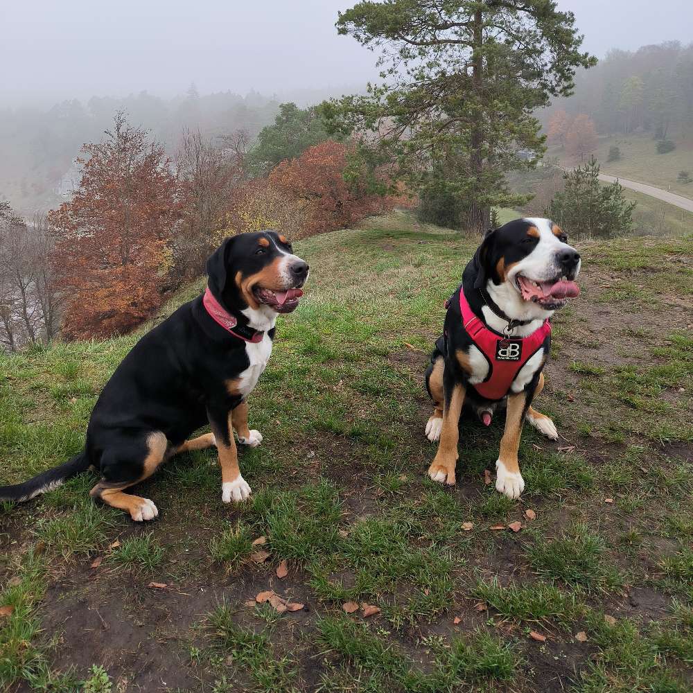 Hundetreffen-Gassi Treff-Profilbild