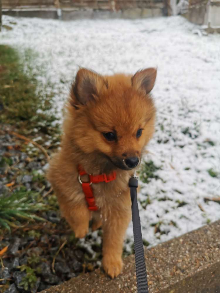 Giftköder-Pfefferspray Attacke-Profilbild