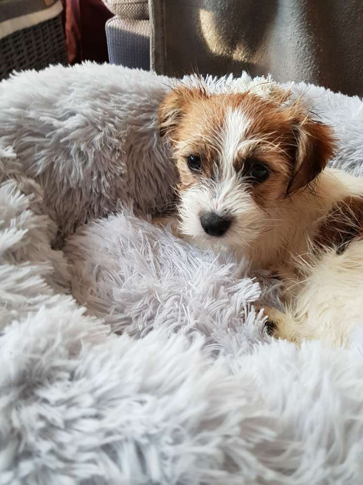 Hundetreffen-Welpentreffen in Bochum-Profilbild