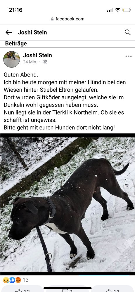 Giftköder-Vergifteter Hund-Profilbild