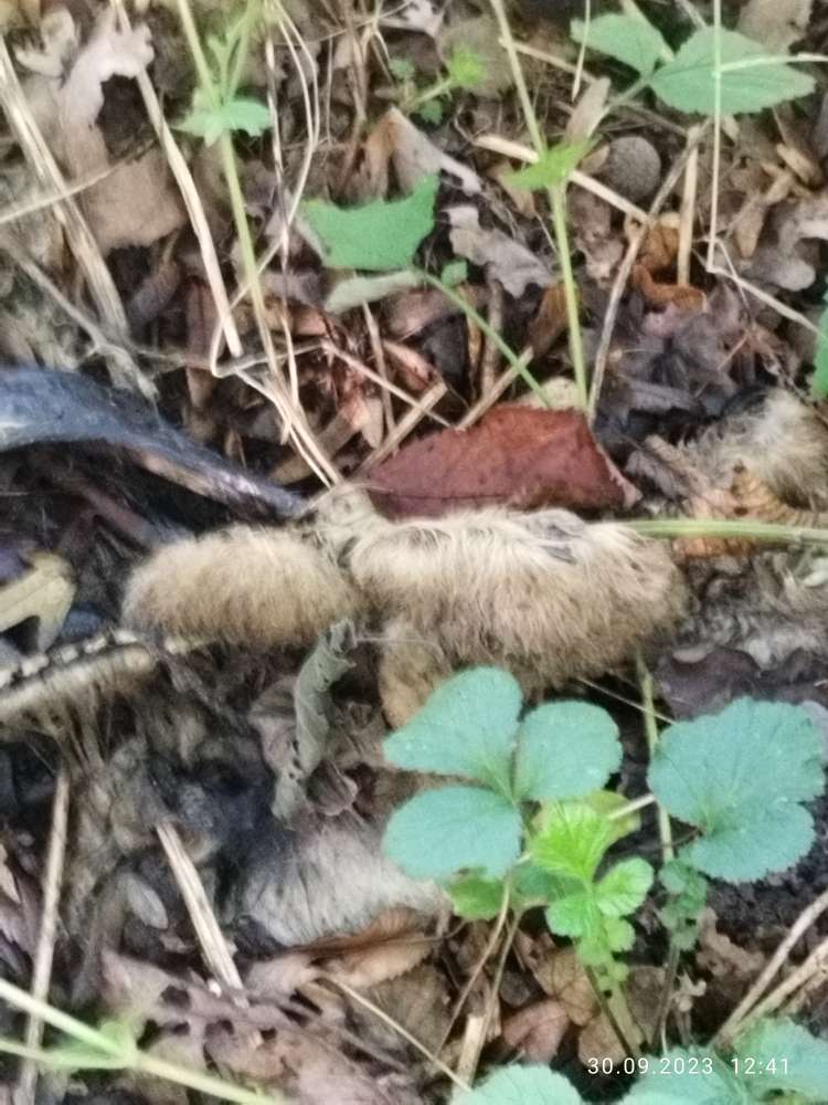 Giftköder-Hier liegt immer das Tierkadaver-Profilbild