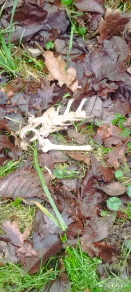 Giftköder-Skelett von einem Tier-Profilbild